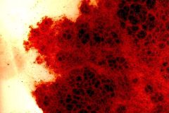 "Connection", Innsbruck 2017