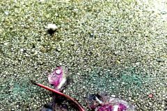 "Eine Form der Perfektion", Innsbruck 2016