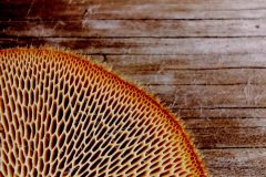 "Mitte bitte", Brandenberg 2020