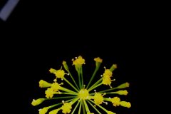 "Olli", Baumkirchen 2020