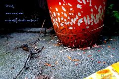 "Sprung in der Schüssel 1.0", Innsbruck 2017