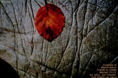 "change", Oberösterreich 2020